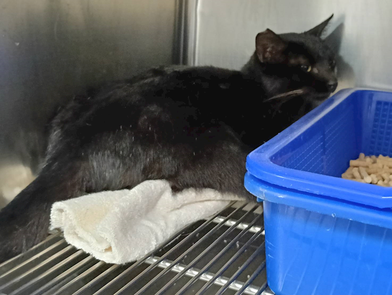 新竹市動物保護教育園區,編號:438480, 混種貓                 