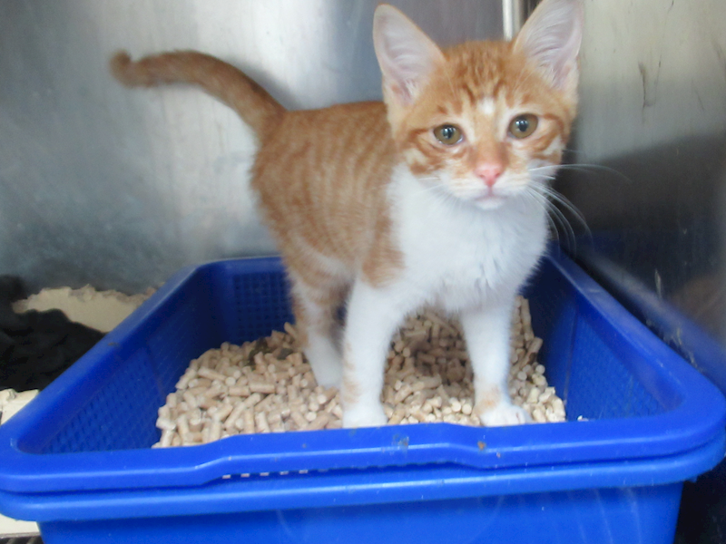 新竹市動物保護教育園區,編號:438363, 混種貓                 