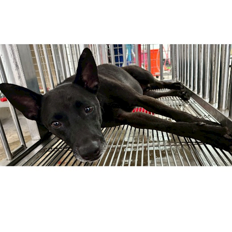 花蓮縣狗貓躍動園區,編號:434534, 混種犬          