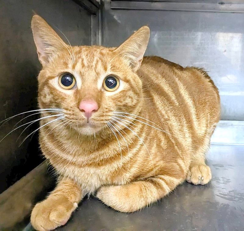 新竹縣動物保護教育園區,編號:438448, 混種貓                 