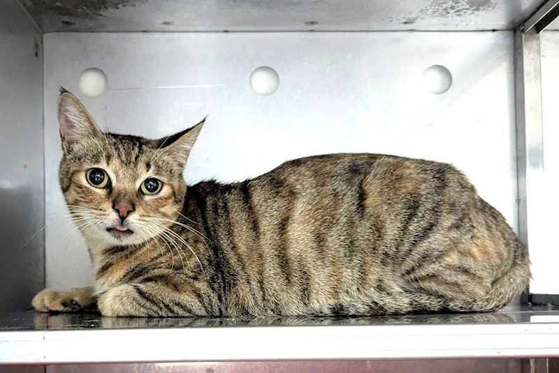 新竹縣動物保護教育園區,編號:438447, 混種貓                 