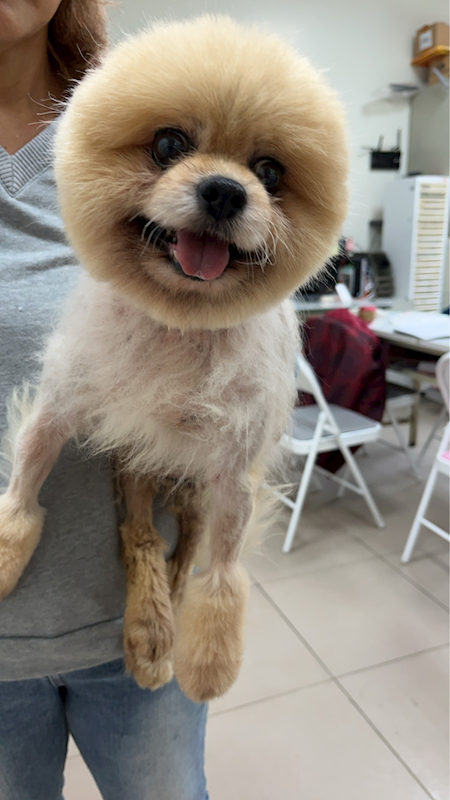 新北市八里區公立動物之家,編號:438611, 博美犬         