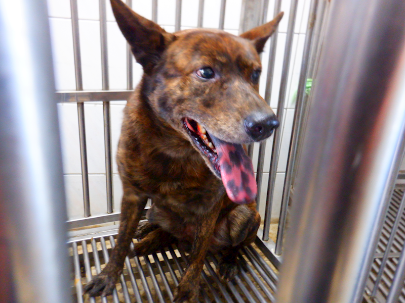 南投縣公立動物收容所,編號:436955, 混種犬          