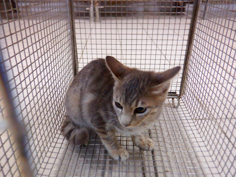 南投縣公立動物收容所,編號:438157, 混種貓                 