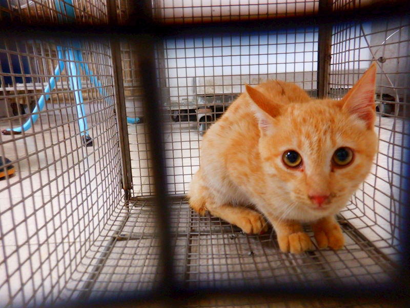 南投縣公立動物收容所,編號:437989, 混種貓                 