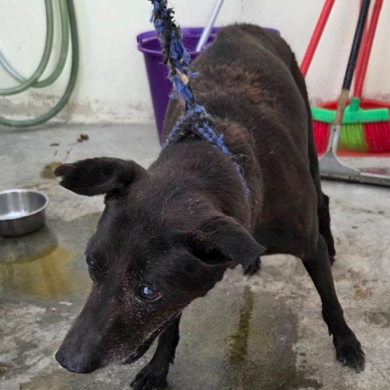 臺北市動物之家,編號:418574, 混種犬          