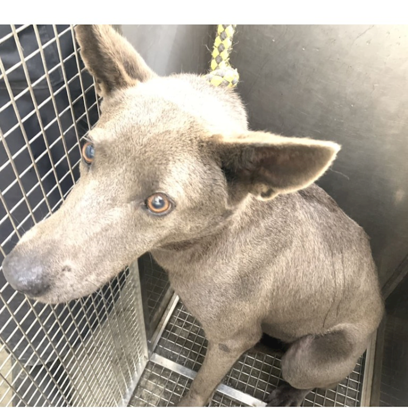 臺北市動物之家,編號:435737, 混種犬          