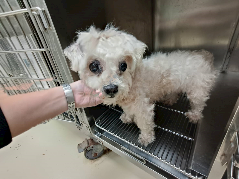 新竹市動物保護教育園區,編號:433800, 瑪爾濟斯犬           