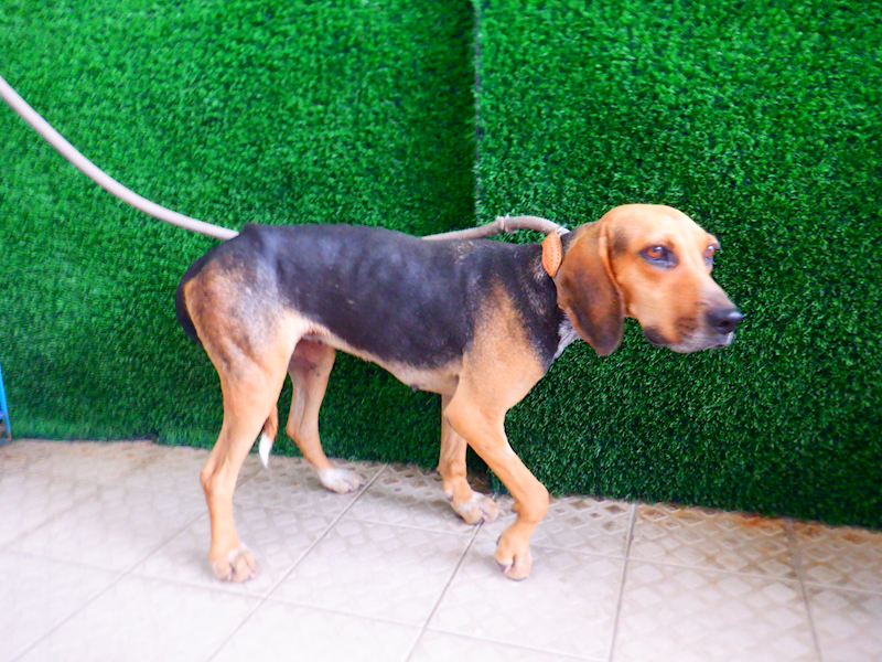 南投縣公立動物收容所,編號:438515, 米格魯犬