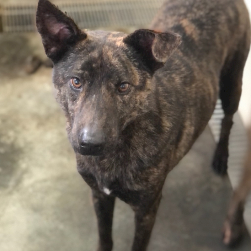 澎湖縣流浪動物收容中心,編號:213426, 混種犬          