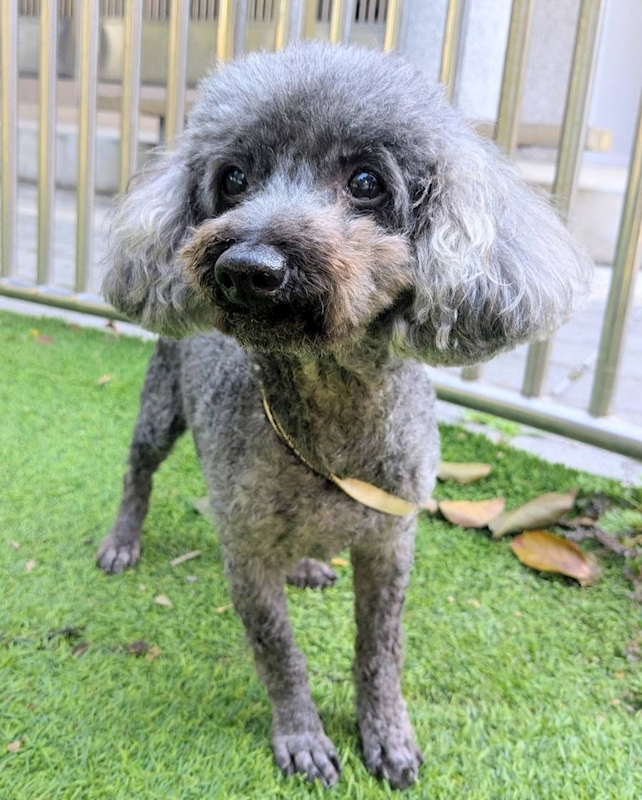 新竹縣動物保護教育園區,編號:438502, 貴賓犬        