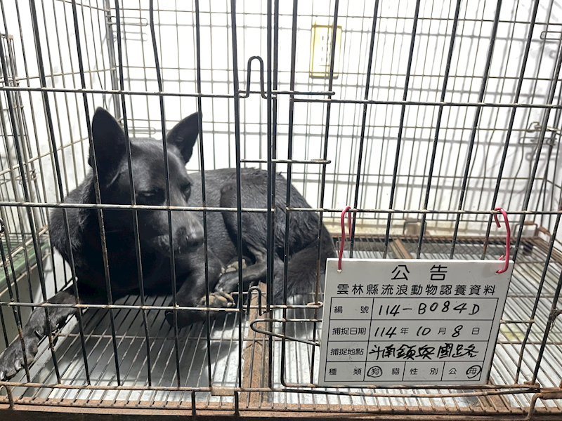 雲林縣流浪動物收容所,編號:425727, 混種犬          