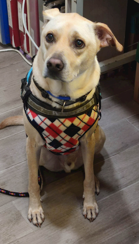 新北市中和區公立動物之家,編號:438648, 混種犬          