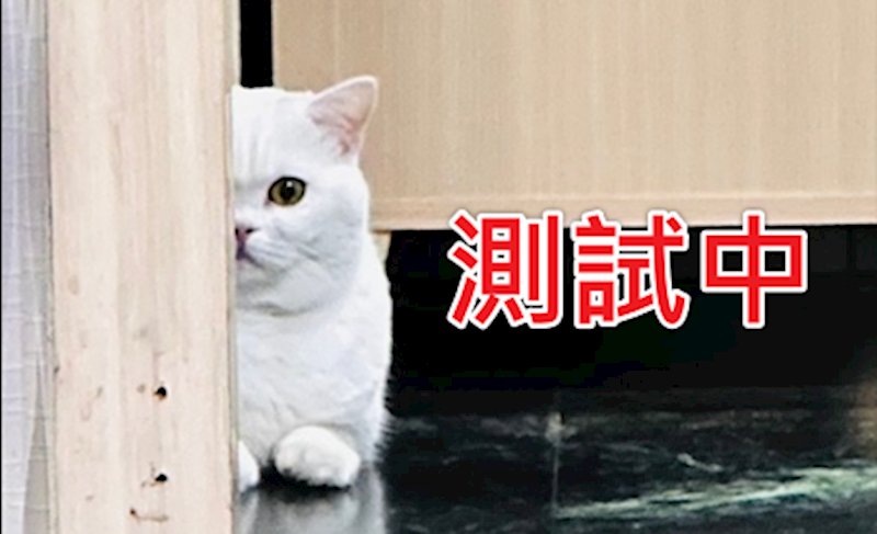 連江縣動物之家,編號:438677, 混種犬          