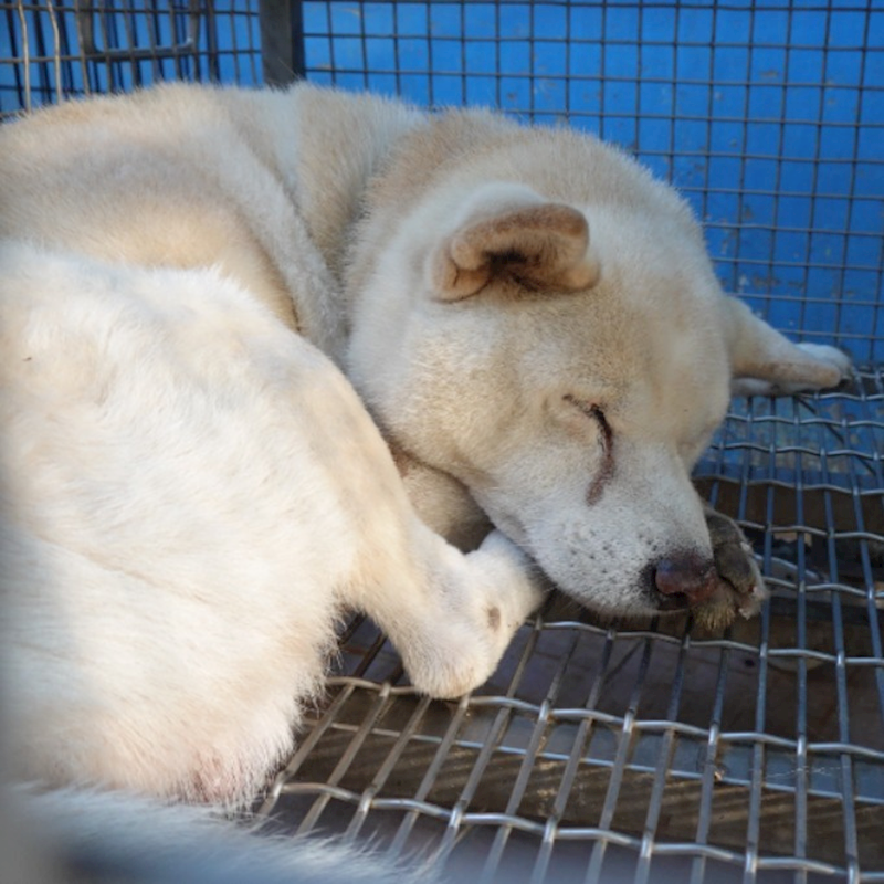 臺南市動物之家灣裡站,編號:436849, 柴犬                  