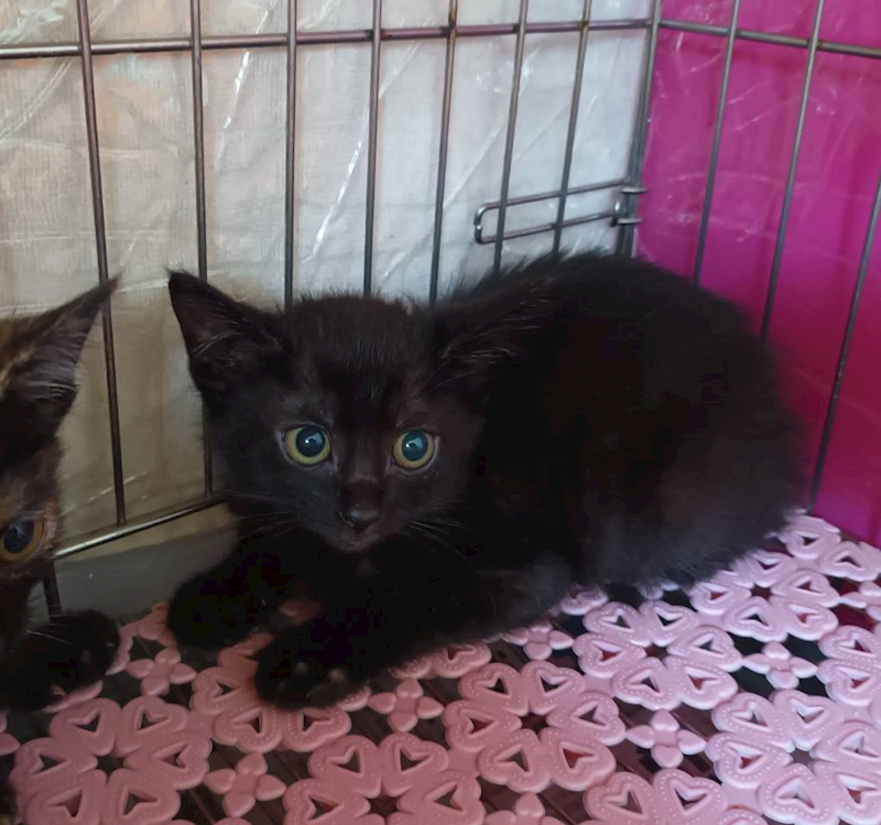 新北市板橋區公立動物之家,編號:438821, 混種貓                 