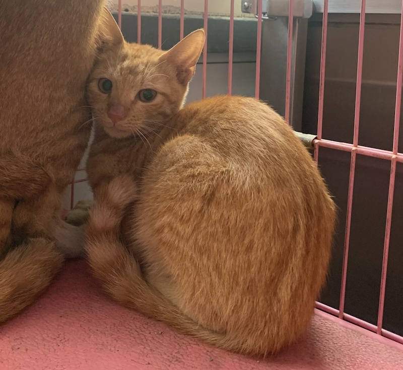 臺北市動物之家,編號:433227, 混種貓                 