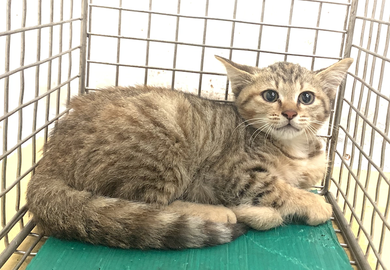 臺北市動物之家,編號:434775, 混種貓                 