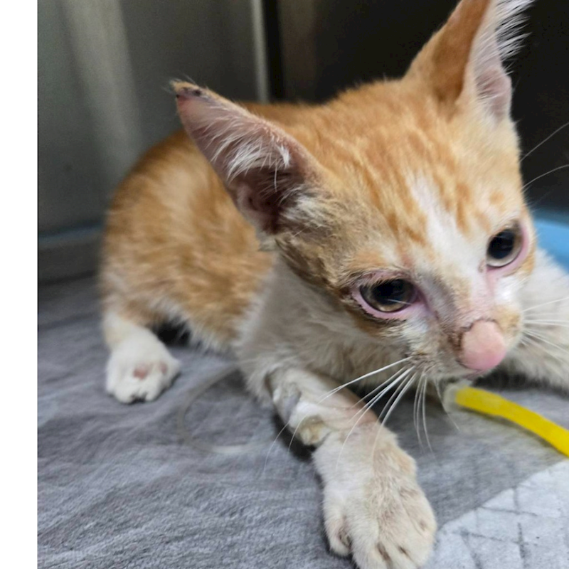 臺南市動物之家灣裡站,編號:406757, 混種貓                 