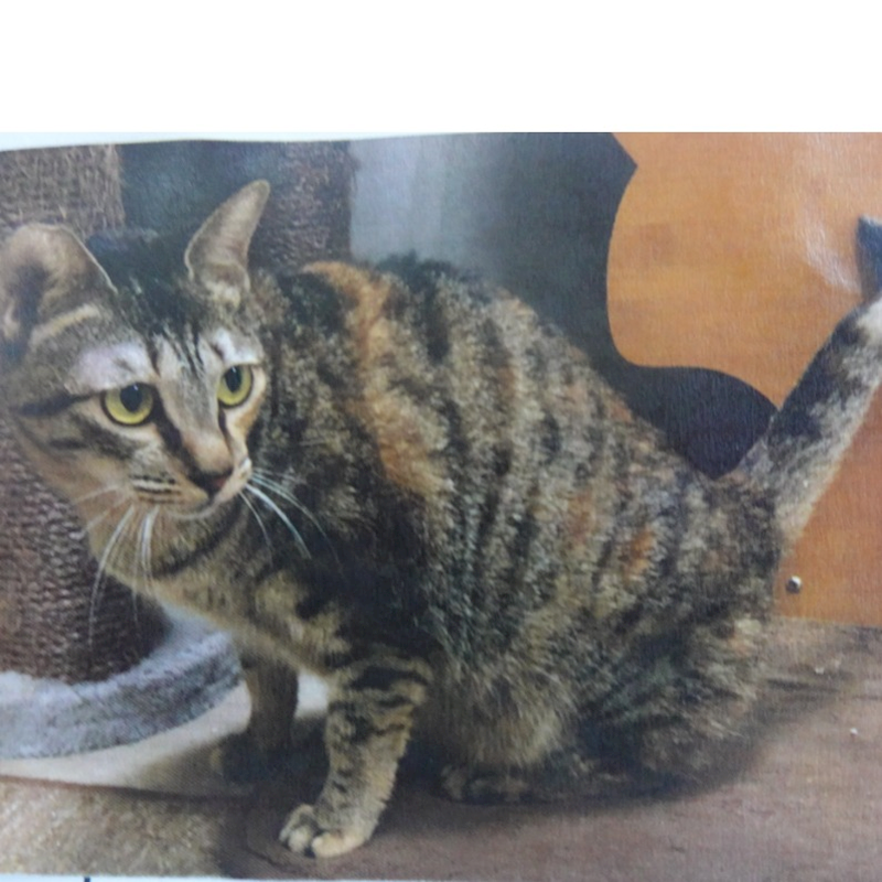 臺南市動物之家灣裡站,編號:409781, 混種貓                 