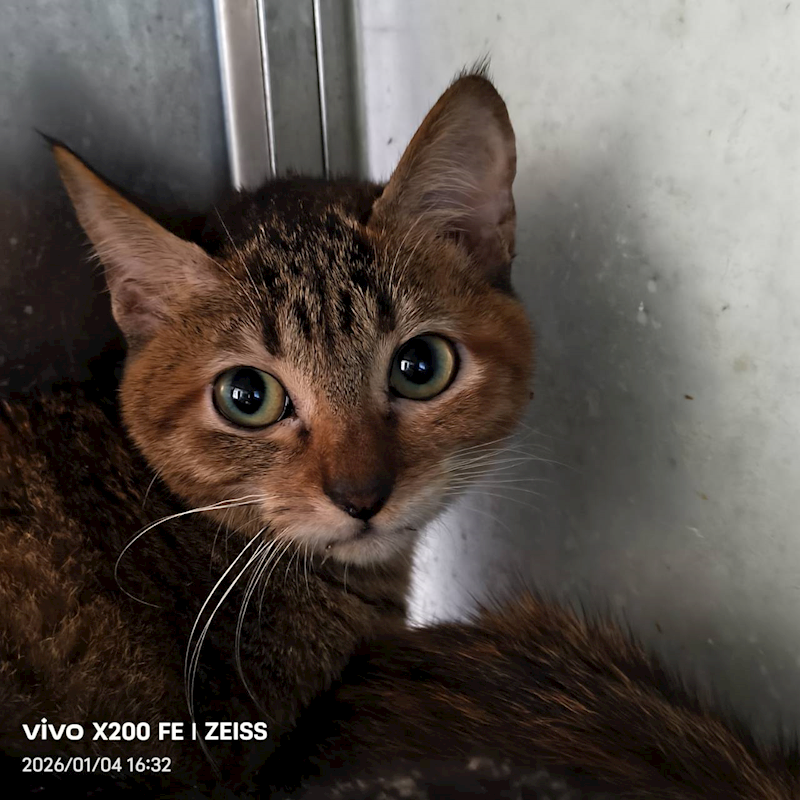 新北市三芝區公立動物之家,編號:437912, 混種貓                 