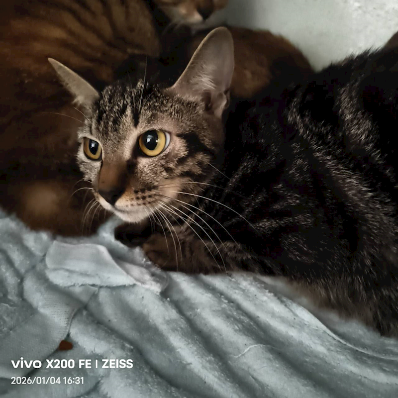 新北市三芝區公立動物之家,編號:437908, 混種貓                 