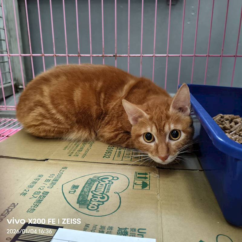 新北市三芝區公立動物之家,編號:437875, 混種貓                 