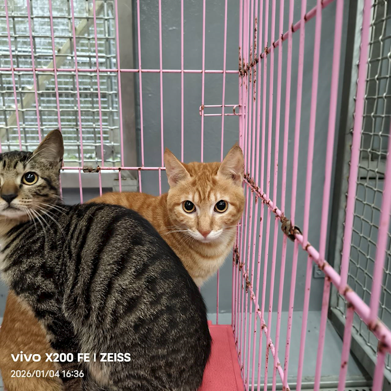 新北市三芝區公立動物之家,編號:437873, 混種貓                 