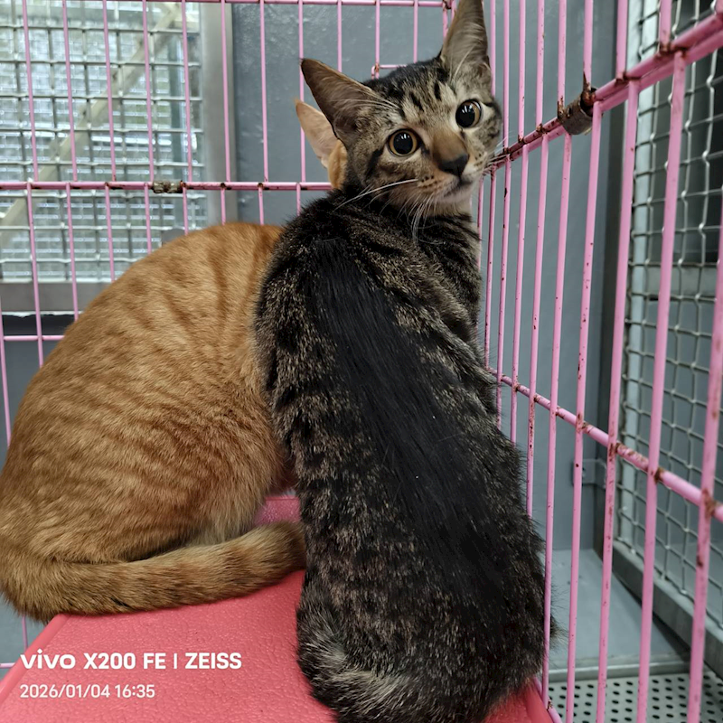 新北市三芝區公立動物之家,編號:437867, 混種貓                 