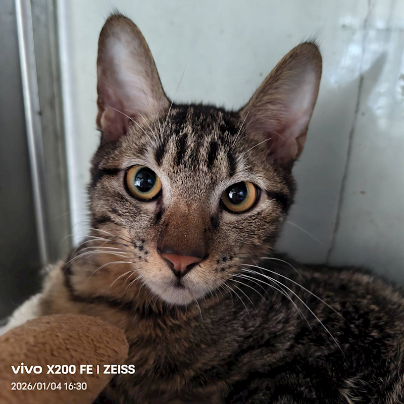 新北市三芝區公立動物之家,編號:437864, 混種貓                 