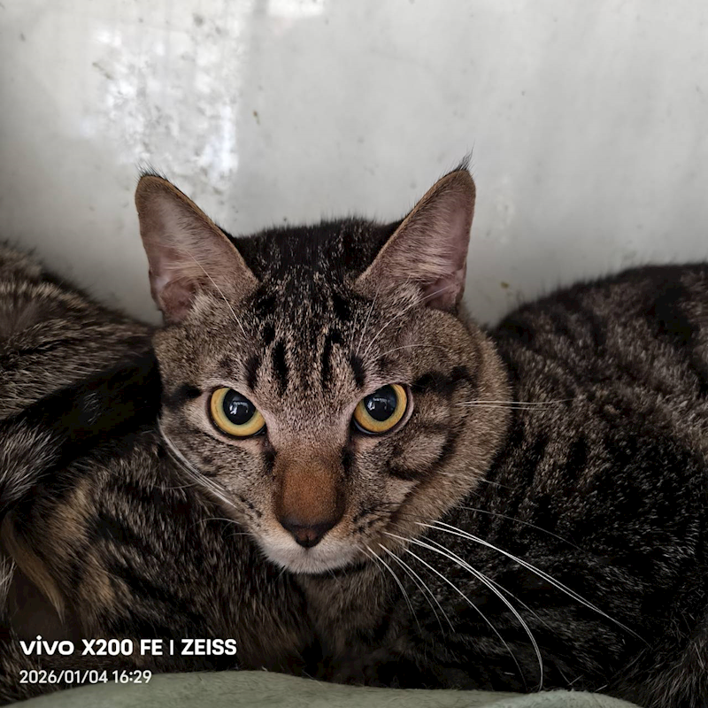 新北市三芝區公立動物之家,編號:437854, 混種貓                 