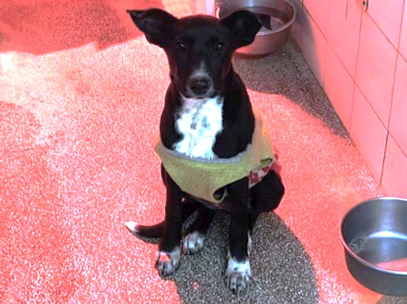 高雄市壽山動物保護教育園區,編號:438846, 混種犬          