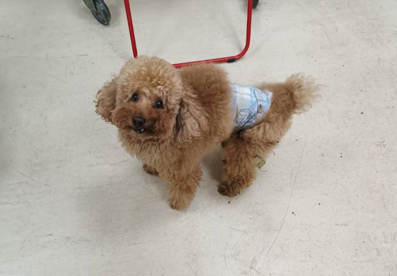 新竹市動物保護教育園區,編號:438843, 貴賓犬        