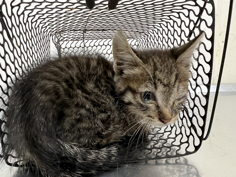 臺北市動物之家,編號:438616, 混種貓                 