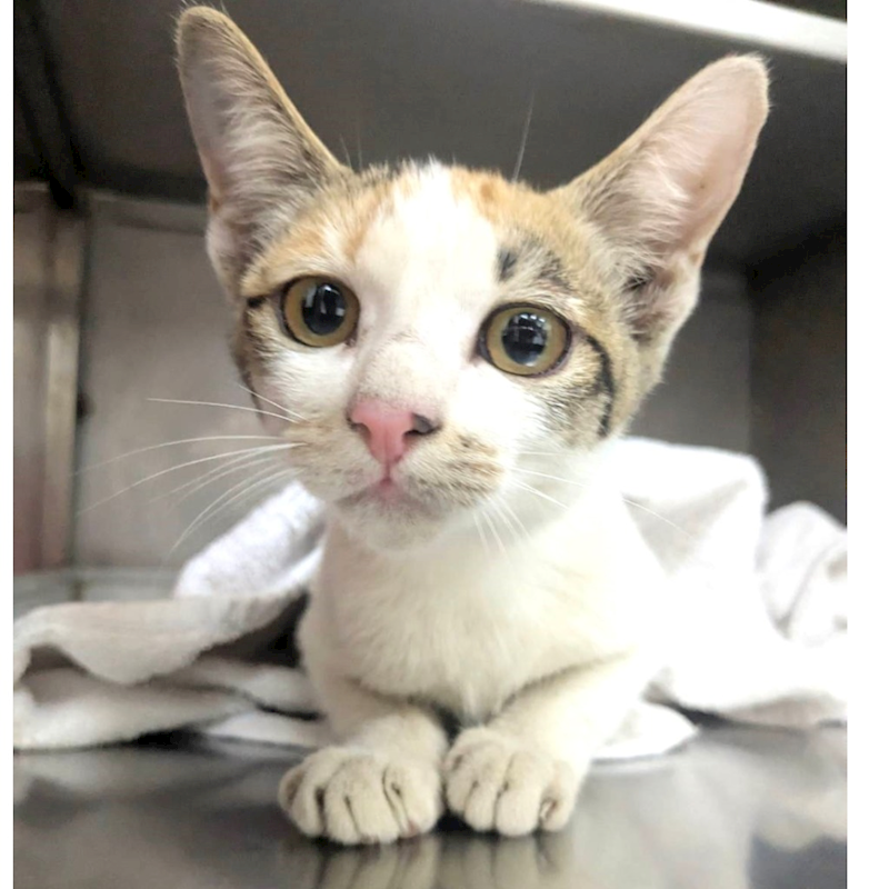 新竹縣動物保護教育園區,編號:435924, 混種貓                 