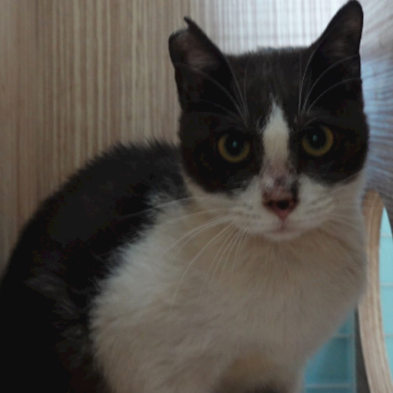 臺南市動物之家灣裡站,編號:433728, 混種貓                 