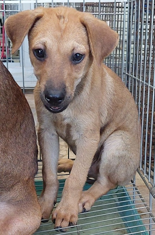 花蓮縣狗貓躍動園區,編號:425123, 混種犬          