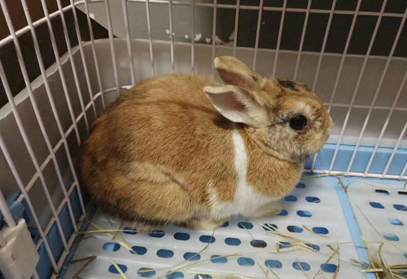 新竹市動物保護教育園區,編號:425199, 混種家兔