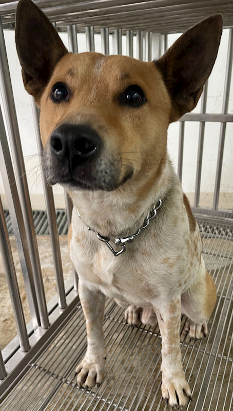 花蓮縣狗貓躍動園區,編號:389188, 混種犬          