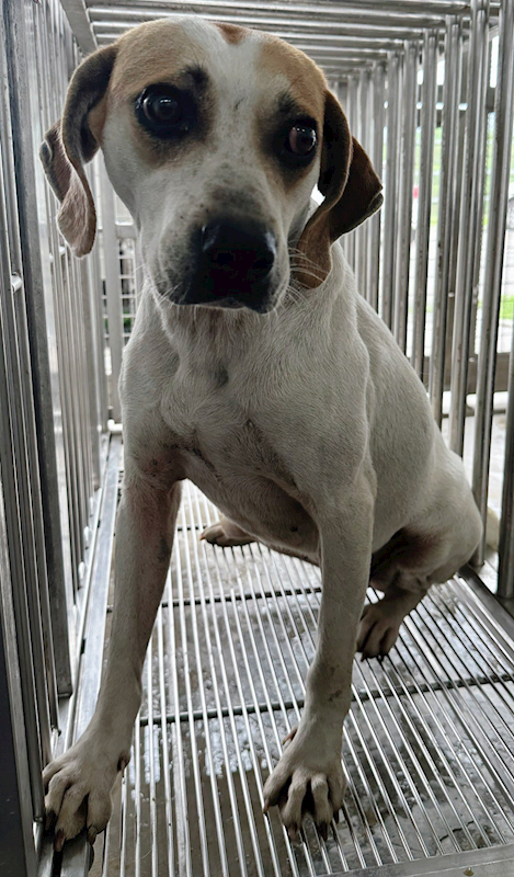 花蓮縣狗貓躍動園區,編號:403954, 混種犬          