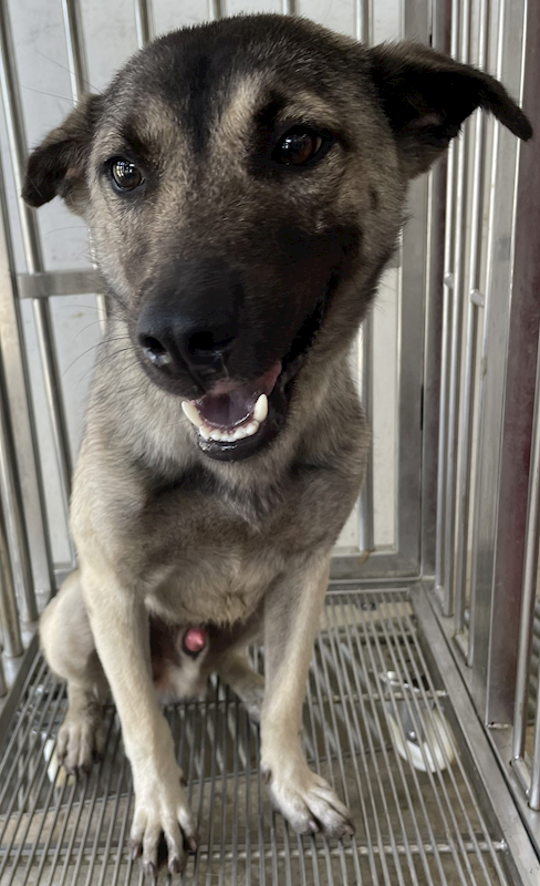 花蓮縣狗貓躍動園區,編號:406820, 混種犬          