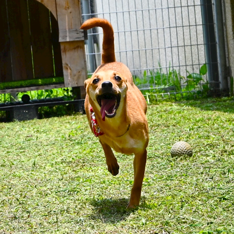 花蓮縣狗貓躍動園區,編號:293142, 混種犬          