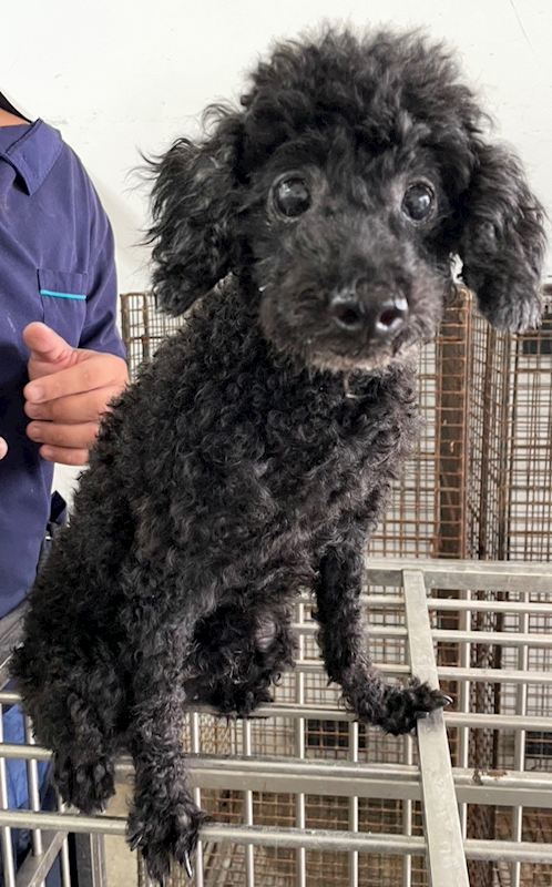 花蓮縣狗貓躍動園區,編號:382963, 貴賓犬        