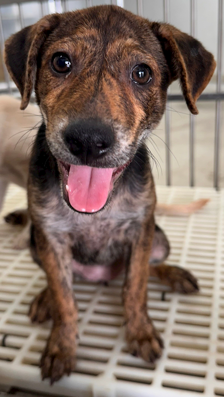 花蓮縣狗貓躍動園區,編號:370625, 混種犬          