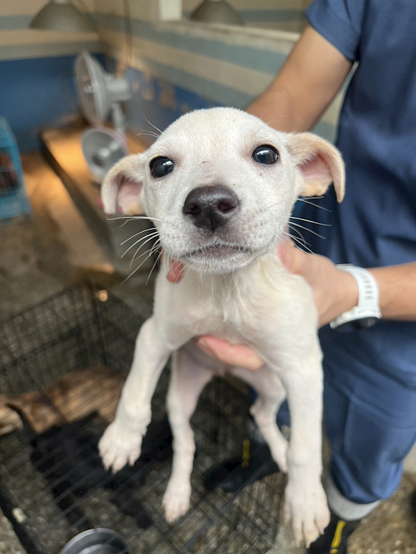 苗栗縣動物保護教育園區,編號:438905, 混種犬          