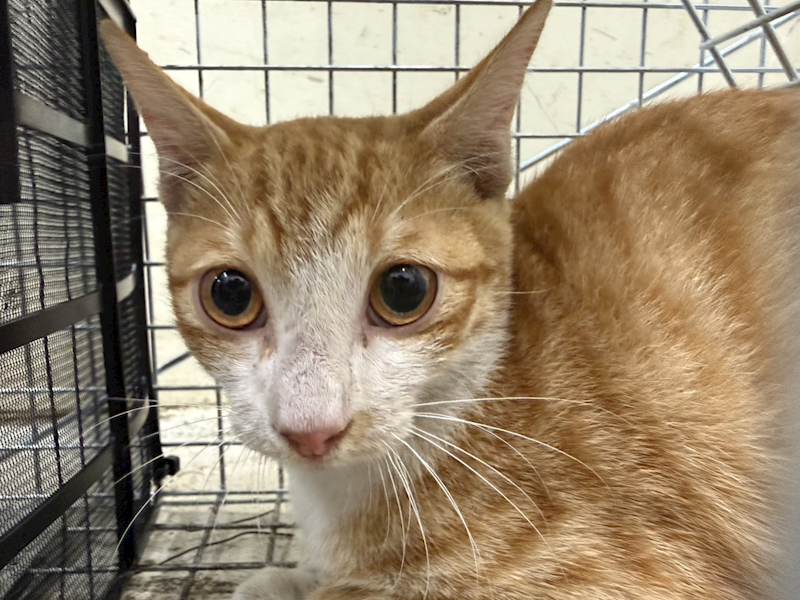 臺北市動物之家,編號:432541, 混種貓                 