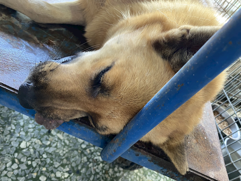 臺南市動物之家善化站,編號:438868, 混種犬          