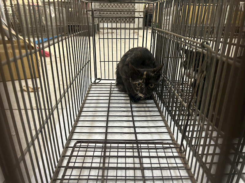 金門縣動物收容中心,編號:438857, 混種貓                 