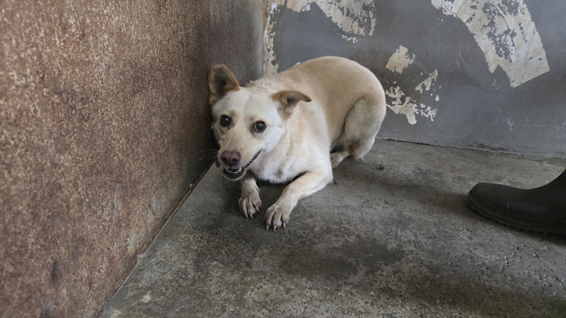 新竹市動物保護教育園區,編號:439067, 混種犬          