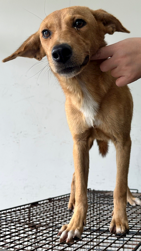 花蓮縣狗貓躍動園區,編號:419824, 混種犬          